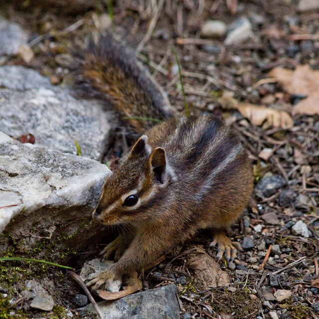 Siskiyou chipmunk foraging for food.