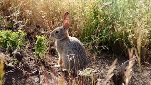 A rabbit sits under a bush in morning light.