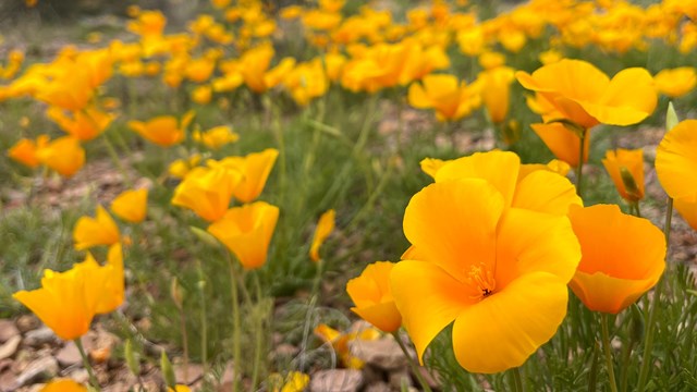 Beautiful orange poppies cover the desert floor.