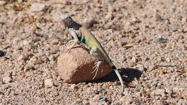 A zebra-tailed lizard on a rock, with bright yellow sides and striped tail.