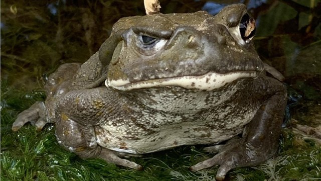 A Sonoran Desert toad sits facing the camera. 