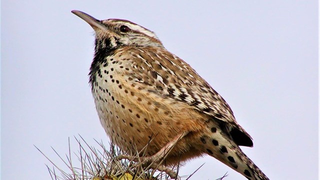 A cactus wren poised on a cactus.