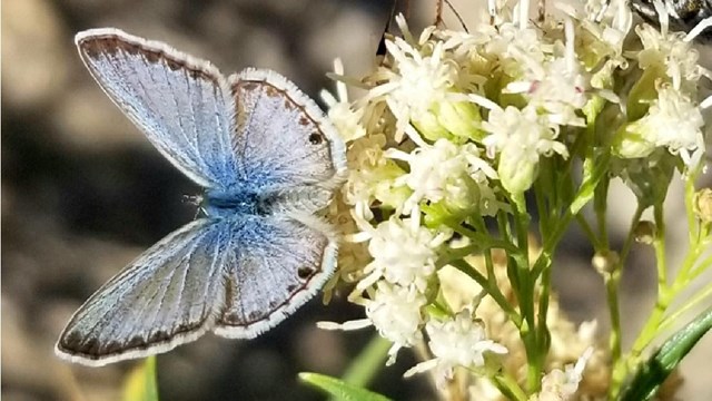 One large dark, and one small light butterfly cling to a flower.