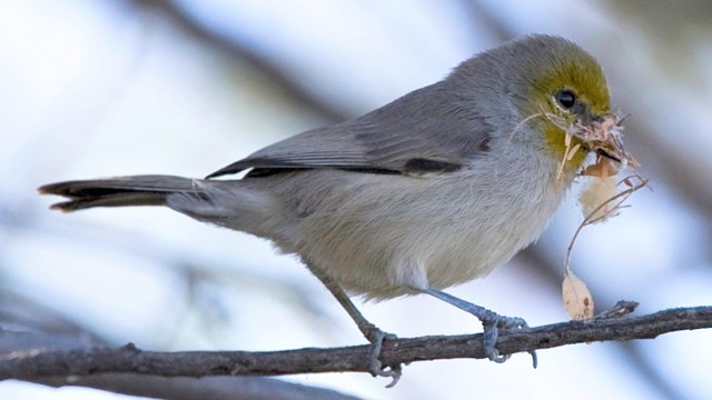 A verdin sits on a branch holding grass. It is a dull gray color with a vibrant yellow head.