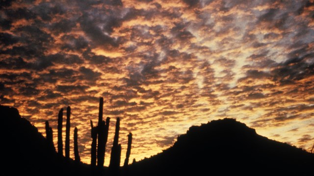 sunset reflecting in the clouds, with organ pipe cactus in sillouete