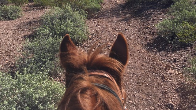 View up a desert canyon, looking over horse ears