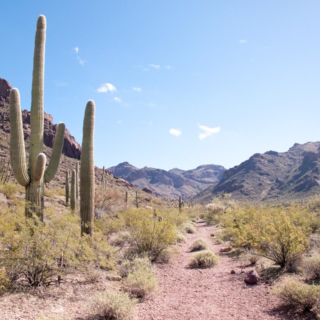 faint trail into the mountains with cacit and plants around