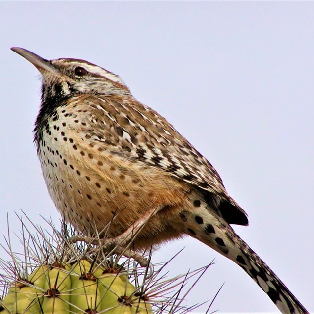 A cactus wren poised on a cactus.