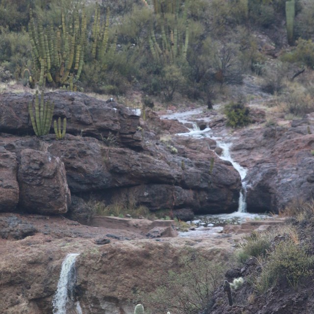 Snakes - Organ Pipe Cactus National Monument (U.S. National Park Service)