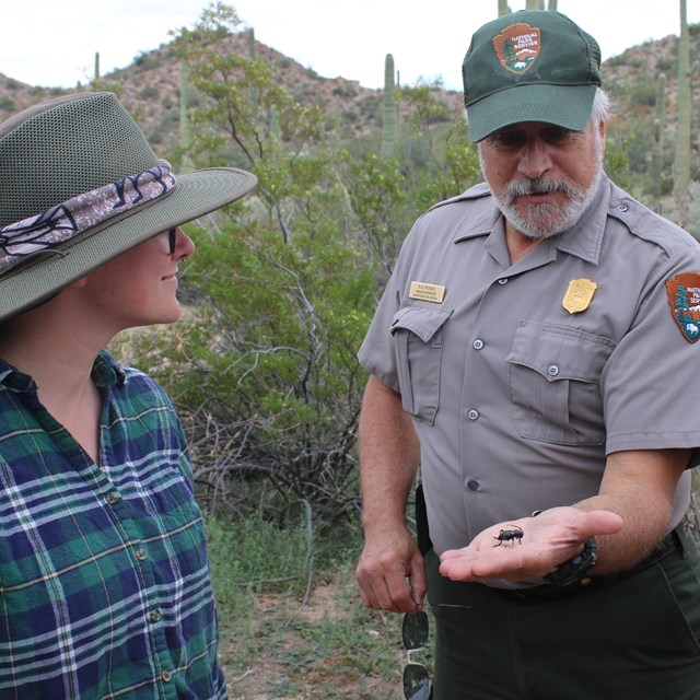 A ranger holds a black darkling beetle out to a helper.