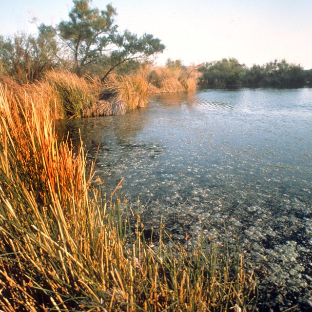 picture of the sun reflecting on the grass at quitobaquito spring