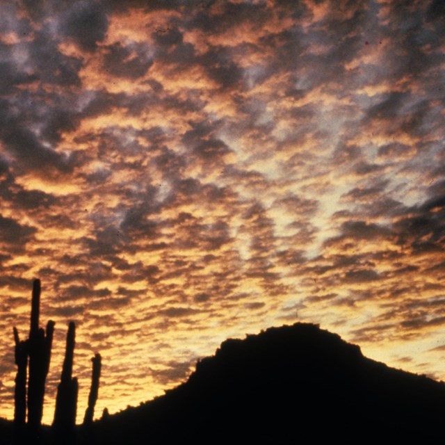 sunset reflecting in the clouds, with organ pipe cactus in sillouete