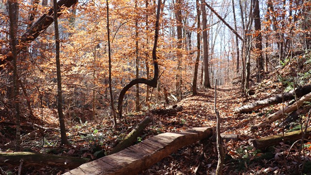 A log bridge in the forest of orange leaves