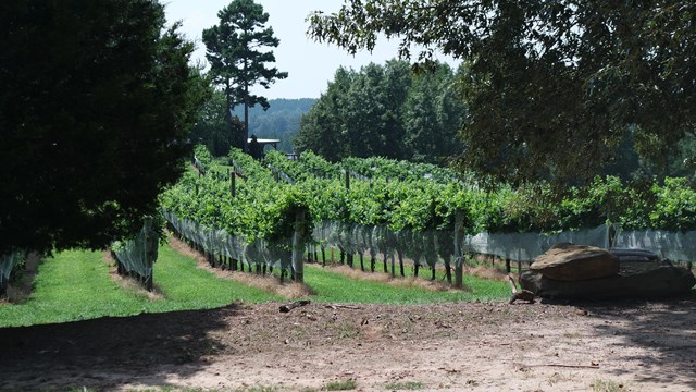 Rows of grape vines with a path between them