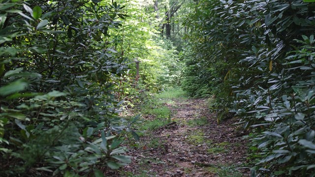 A path leading through a thick stand of rhododendron 