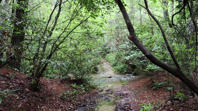 A path leading through thick forest across a stream