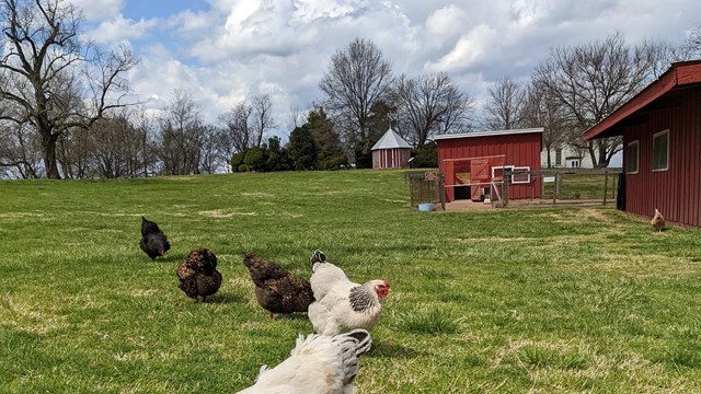 chickens in a field