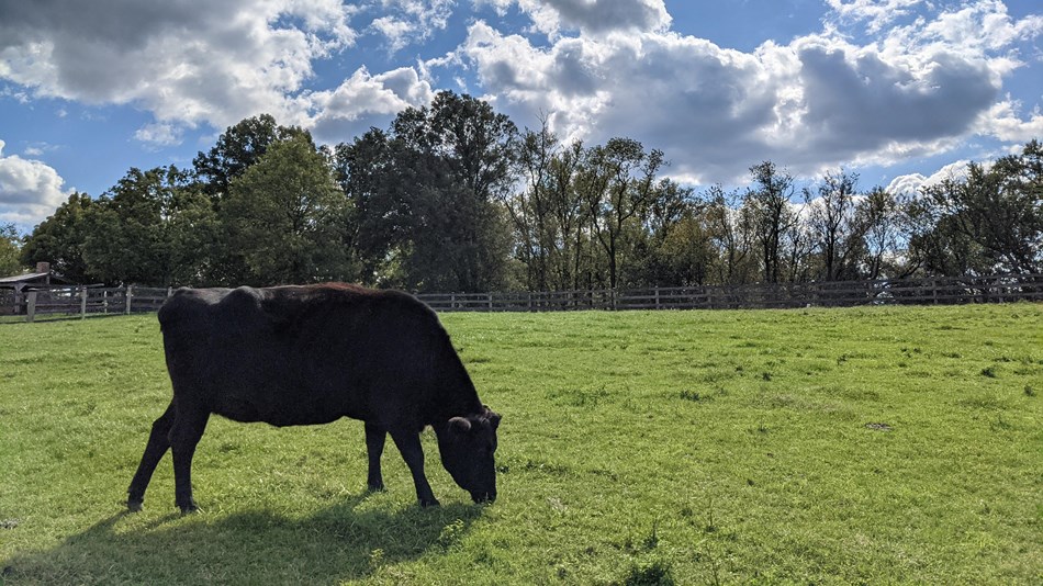 a black cow in a field