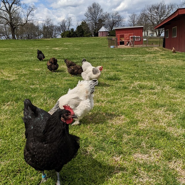 chickens in a field