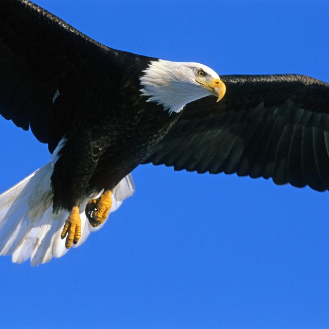 a bald eagle in flight