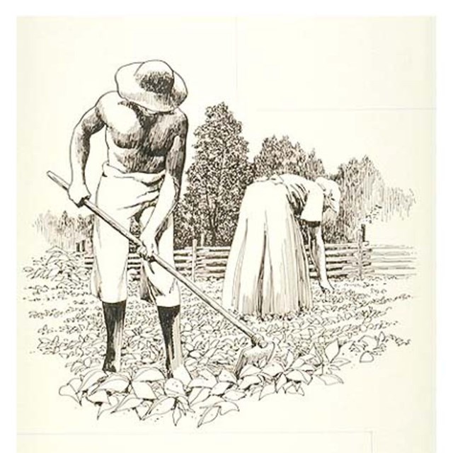 drawing of enslaved people working in the field 