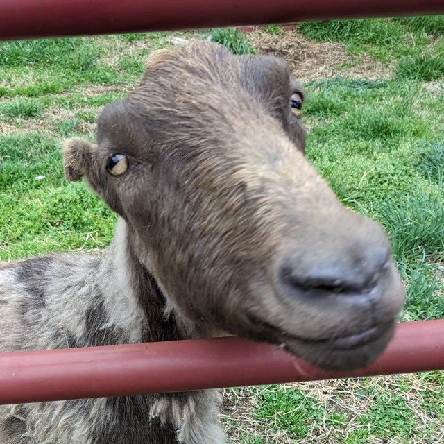 a brown goat sticks his head through a gate
