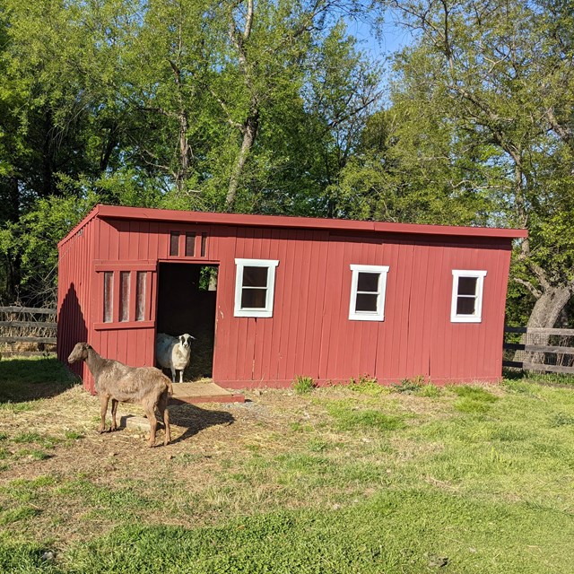 a brown goat and white sheep stand in front of a small red barn