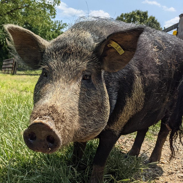 A black and brown hairy pig