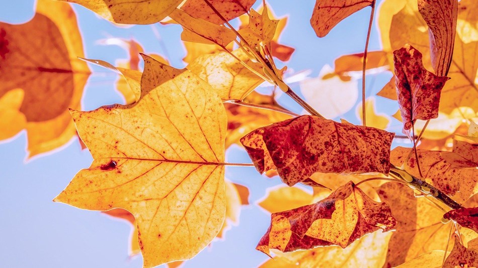 autumn leaves and clear blue sky looking from below