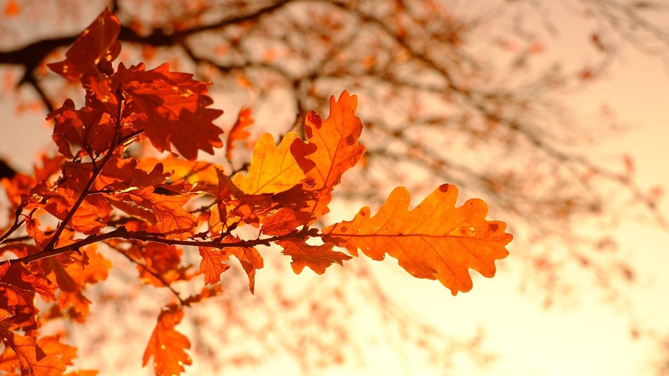 vibrant orange oak leaves on a branch against the glowing sky