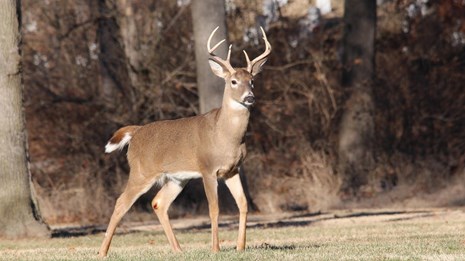 A whitetail buck standing in green grass with hardwood trees behind. 