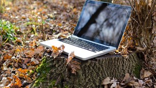 computer on a stump in the woods with brown leaves