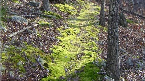 A moss sided gravel trail in the woods