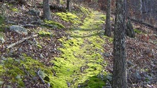 a moss hiking trail head through the woods.