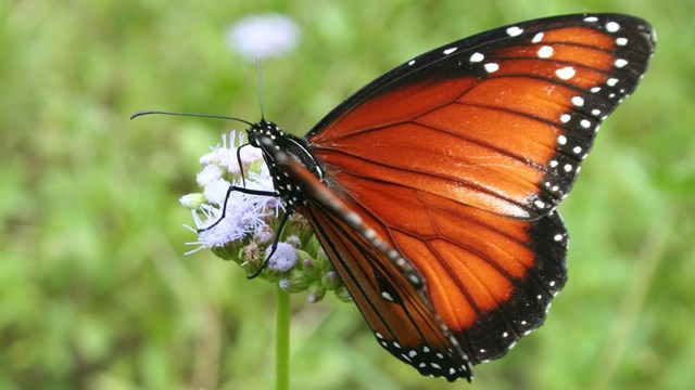 Queen butterfly on a Texas thistle flower