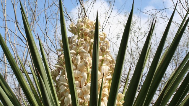 Closeup view of flowering yucca.