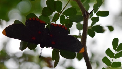 A black butterfly rests on an ebony tree branch.
