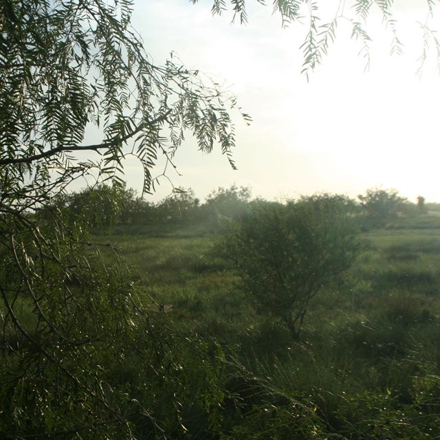 Bright sunlight shining on the coastal prairie and mesquite tree.