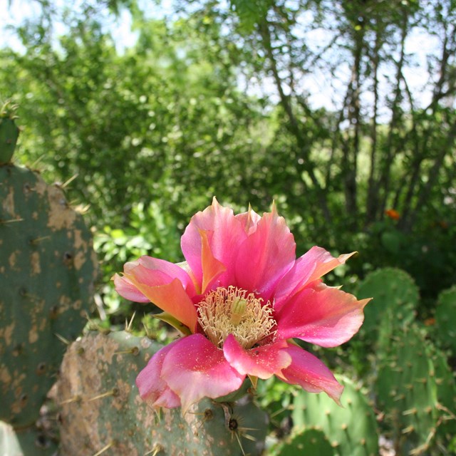 Prickly pear cactus with a pink bloom