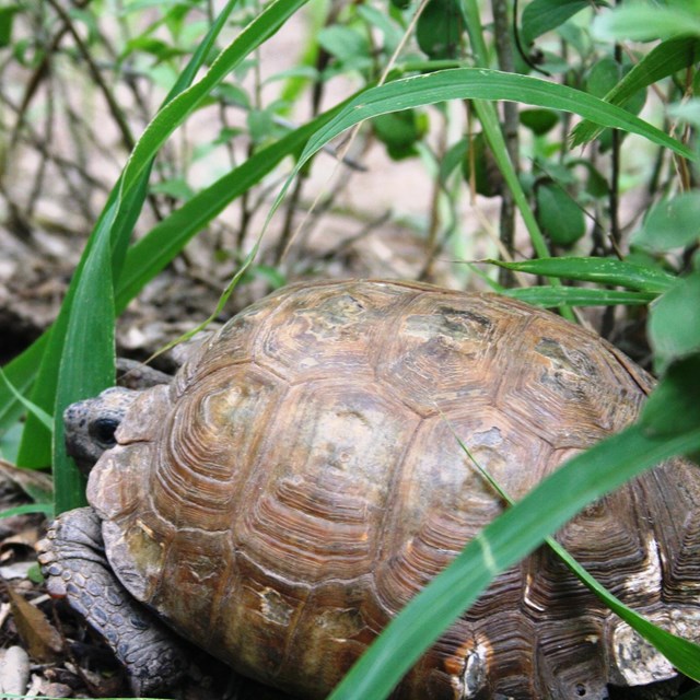 A Texas tortoise lays low.