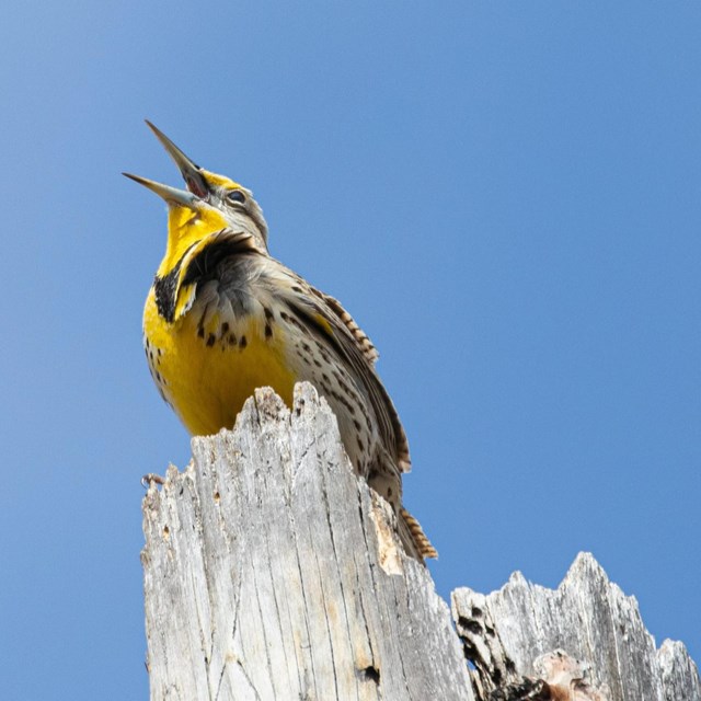a yellow meadowlark perches on a stump
