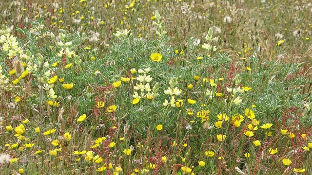 Close up of flowers and grassland plants.