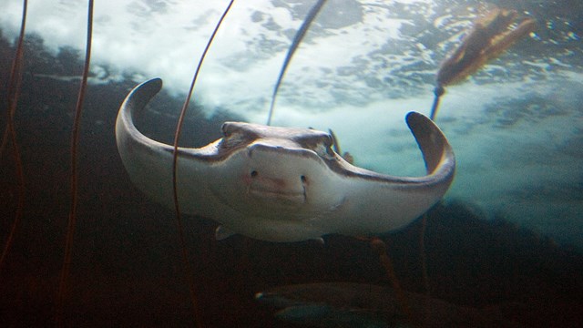 Bat ray swimming overhead