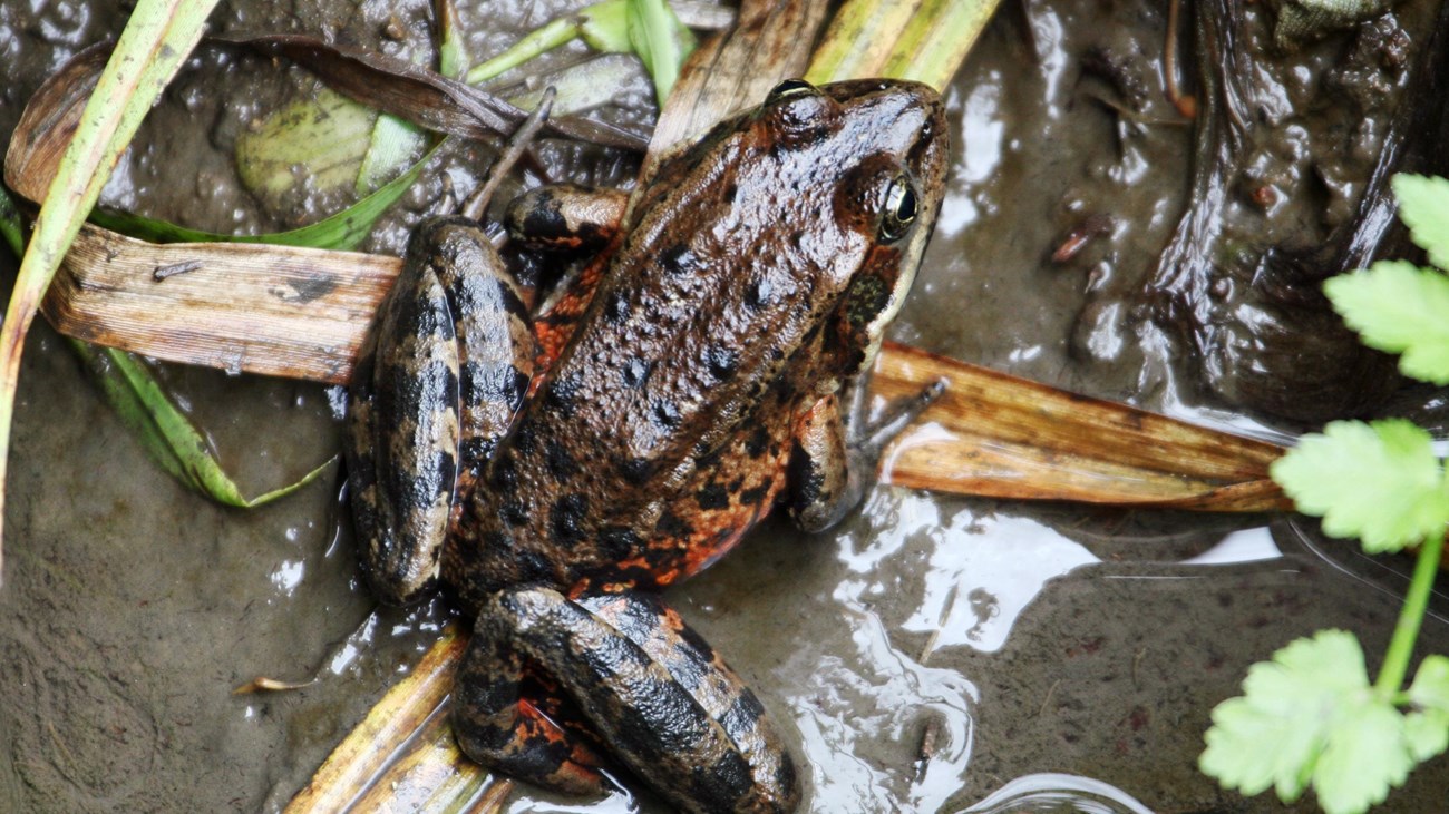 California red-legged frog sitting at the muddy edge of some shallow water