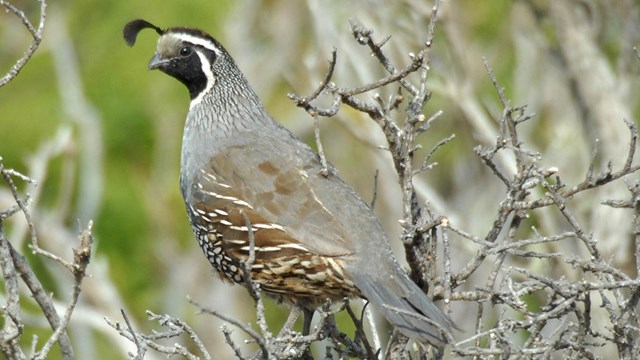 Close up of a California quail.
