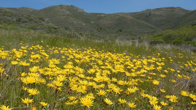 Creeping capeweed.