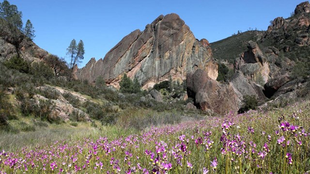 Grassland with clarkia and pinnacles in the background.