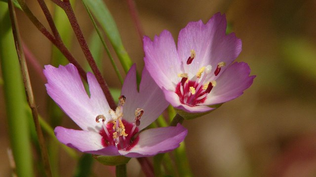 Close up of Presidio clarkia.