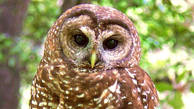 Close-up of northern spotted owl.