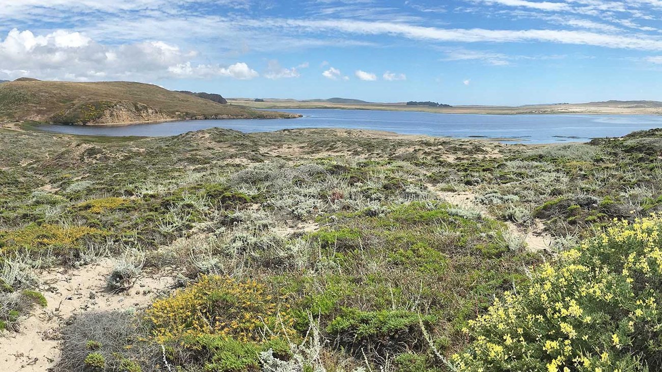 Coastal dune scrub at Abbotts Lagoon, Point Reyes National Seashore